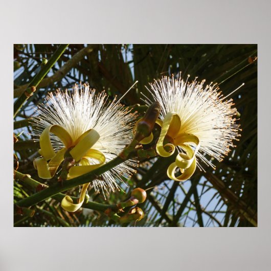 シェービングブラシツリー ポスター (正面)