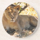 シエスタ時間 コースター (正面)