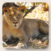 シエスタ時間 コースター (正面)