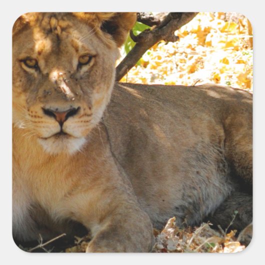 シエスタ時間 スクエアシール (正面)