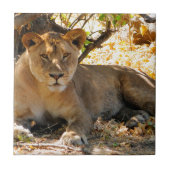 シエスタ時間 タイル (正面)