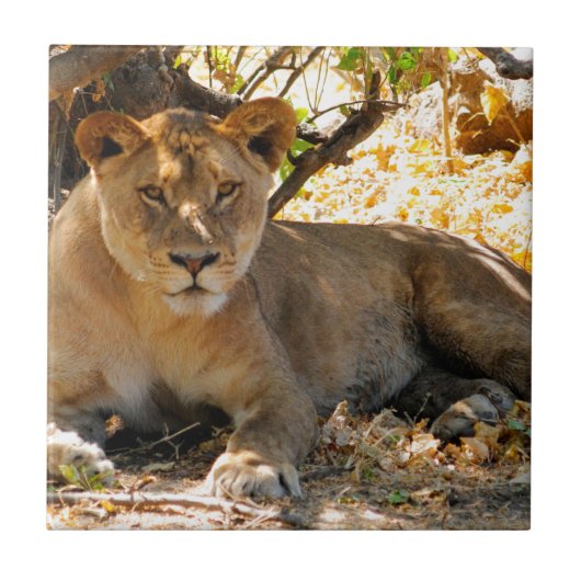 シエスタ時間 タイル (正面)