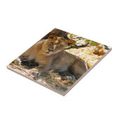 シエスタ時間 タイル (側面)