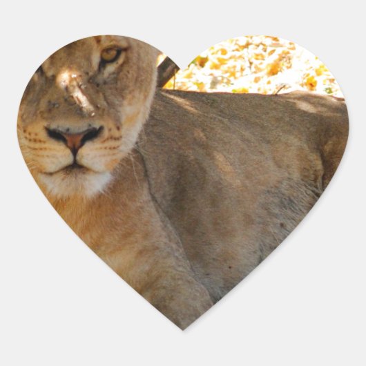 シエスタ時間 ハートシール (正面)