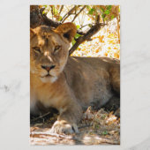 シエスタ時間 便箋 (正面)