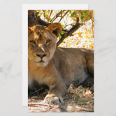 シエスタ時間 便箋 (正面/裏面)