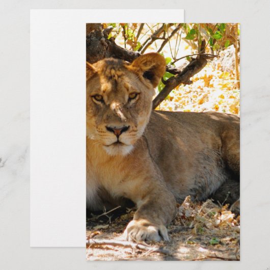 シエスタ時間 便箋 (正面/裏面)