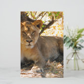 シエスタ時間 便箋 (スタンド正面)