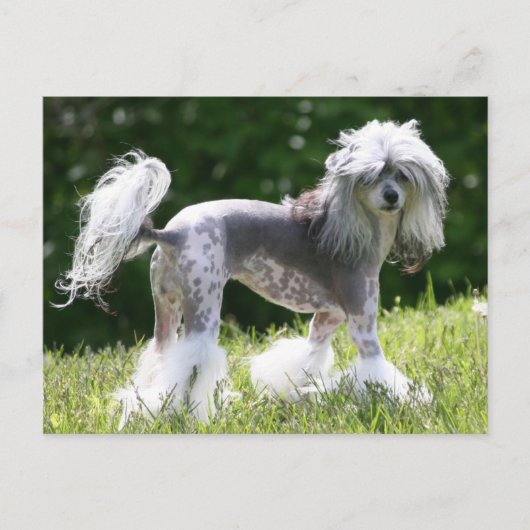 シエバ – クレスティショフ ポストカード (正面)