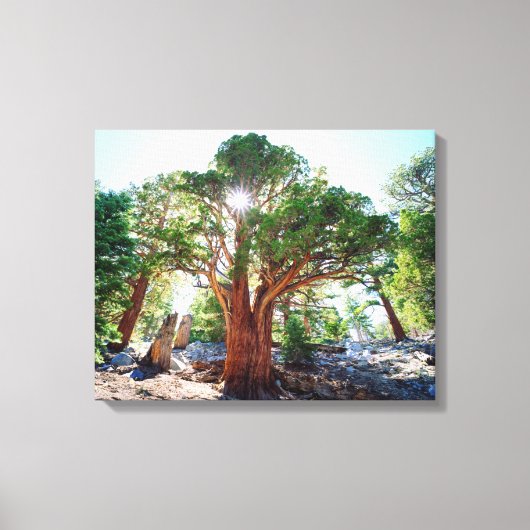 シエラスの古い成長のジュニパーの木 キャンバスプリント (正面)