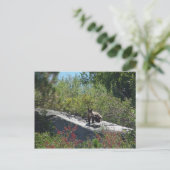 シエラベアキュブ ポストカード (スタンド正面)