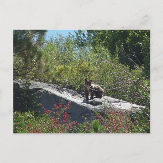 シエラベアキュブ ポストカード (正面)