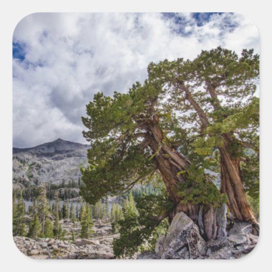 シエラ・ジュニパーと常緑樹 スクエアシール (正面)