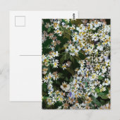 シオンの花 ポストカード (正面/裏面)