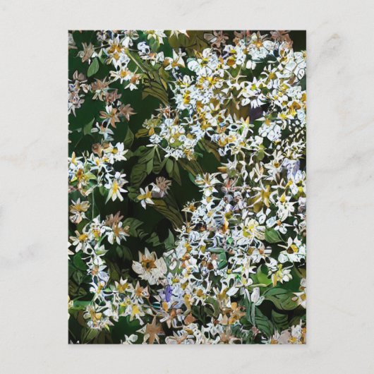 シオンの花 ポストカード (正面)