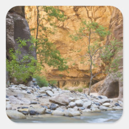 シオン・ナローズ スクエアシール