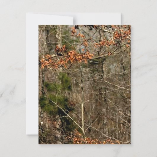 シカの木びき台の頭部カムを捜す4x5平らなサンキューカード サンキューカード (裏面)