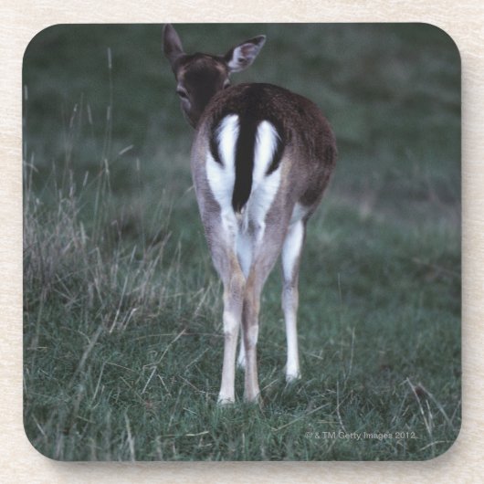 シカの背面図、ニュージーランド コースター (正面)