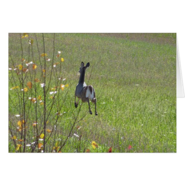 シカの跳躍 (正面横)