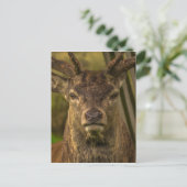 シカを殺す ポストカード (スタンド正面)