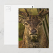 シカを殺す ポストカード (正面/裏面)