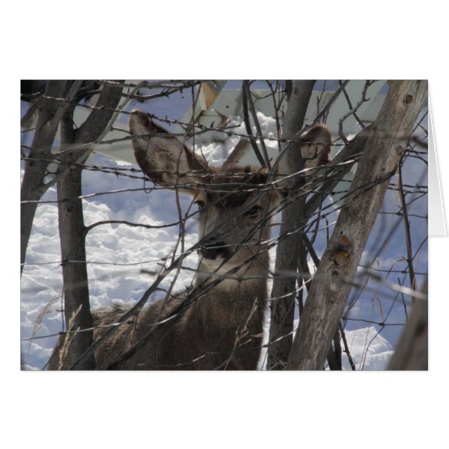 シカカード (正面横)