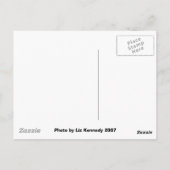 シカゴビーン ポストカード (裏面)