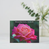 シカゴピースバラはがきHRG 500n 2014 ポストカード (スタンド正面)