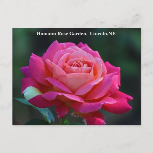 シカゴピースバラはがきHRG 500n 2014 ポストカード (正面)