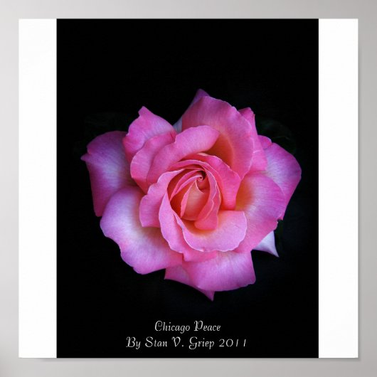 シカゴピースバラバイスタンザローズマン ポスター (正面)