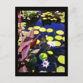 シカゴ植物園 ポストカード