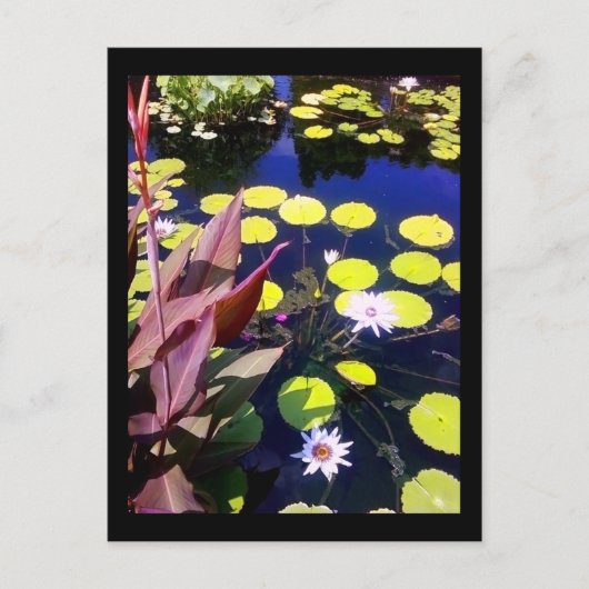 シカゴ植物園 ポストカード (正面)