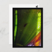 シカゴ植物園 ポストカード (正面/裏面)