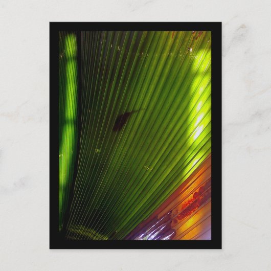 シカゴ植物園 ポストカード (正面)