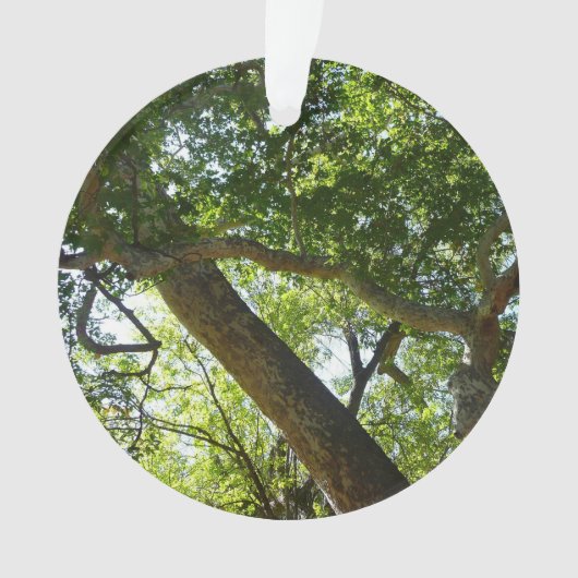 シカモアツリーグリーン自然 オーナメント (正面)