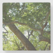 シカモアツリーグリーン自然 ストーンコースター (正面)