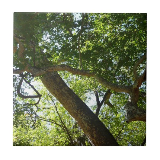 シカモアツリーグリーン自然 タイル (正面)