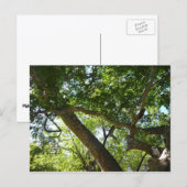 シカモアツリーグリーン自然 ポストカード (正面/裏面)