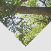 シカモアツリーグリーン自然 薄葉紙 (詳細)