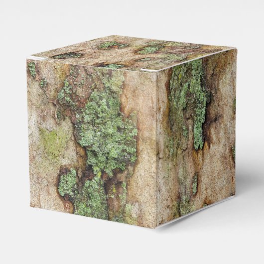 シカモアツリーバークモスリケーン フェイバーボックス (正面サイド)