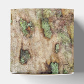 シカモアツリーバークモスリケーン フェイバーボックス (上部)