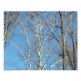 シカモアツリー フォトプリント           