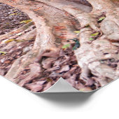 シカモアフィグツリー ポスター (角)