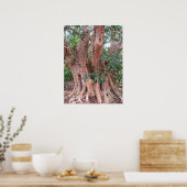 シカモアフィグツリー ポスター (キッチン)