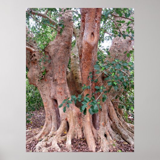 シカモアフィグツリー ポスター (正面)