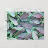 シカモア種子 ポストカード (正面/裏面)