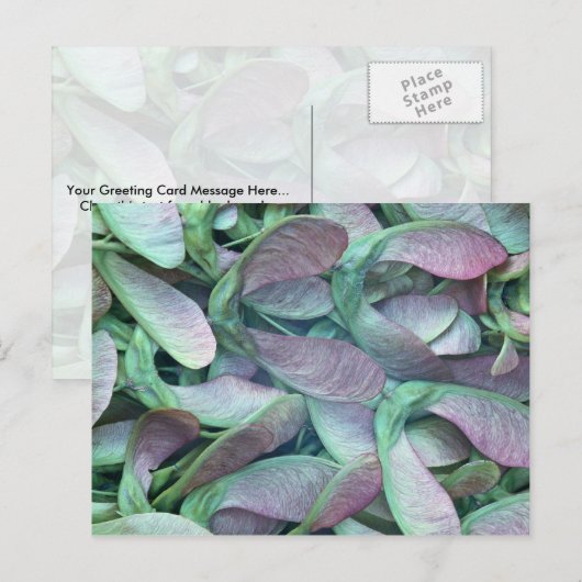 シカモア種子 ポストカード (正面/裏面)