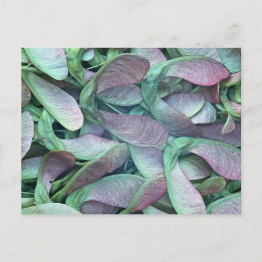 シカモア種子 ポストカード (正面)