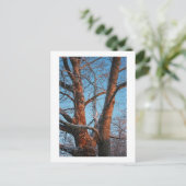 シカモールサンライズ ポストカード (スタンド正面)