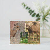 シカラズベリーIII ポストカード (スタンド正面)